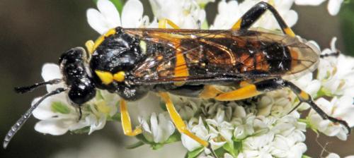 Réf. 323 017 : Macrophya montana